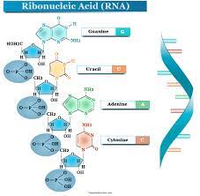 <p>A type of nucleic acid consisting of a polynucleotide made up of nucleotide monomers with a ribose sugar and the nitrogenous bases Adenine (A), Cytosine (C), Guanine (G), and Uracil (U); usually single-stranded; functions in protein synthesis, gene regulation, and as the genome of some viruses. </p>