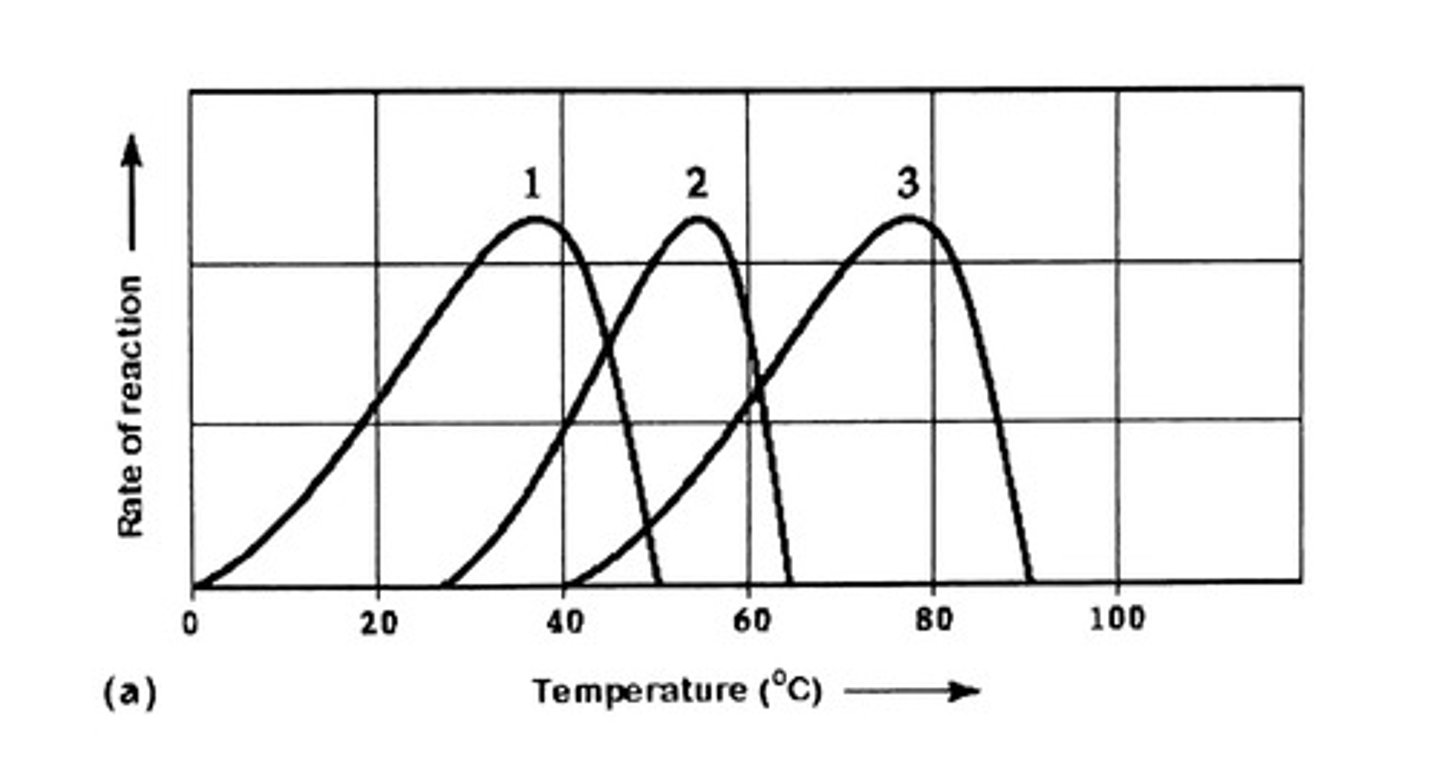 <p>In each curve shown above, as temperature increases, so does the rate of reaction. After a certain point, however, it decreases even more rapidly. Which of the following correctly explains this observation?</p><p>A. Feedback inhibition decreases as more products are formed</p><p>B. The enzyme becomes denatured and therefore less able to act on the substrate</p><p>C. The activation energy for the reaction is higher at higher temperatures</p><p>D. Higher kinetic energy of molecules decreases the likelihood that enzymes and substrates will interact.</p>