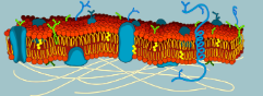 <p>What macromolecules make up the majority of the cell membrane? (lollipop)</p>