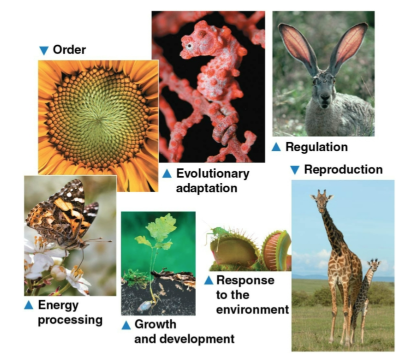 <p>Themes of biology</p>