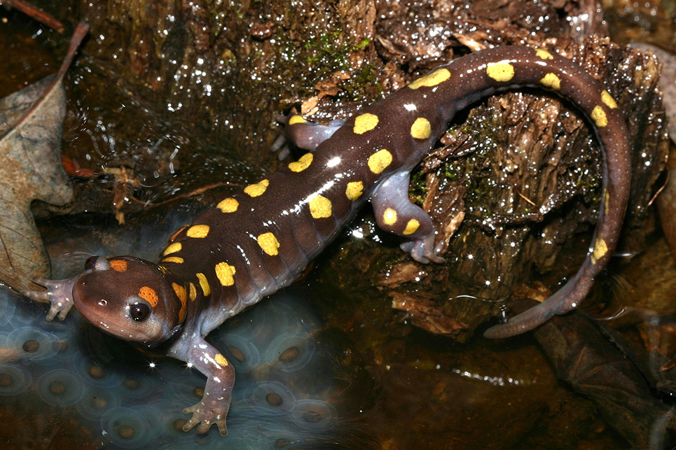 <p>spotted salamander<br>- 2 irregular rows of spots (yellow) <br>- NO spots on belly<br>- black/bluish</p>