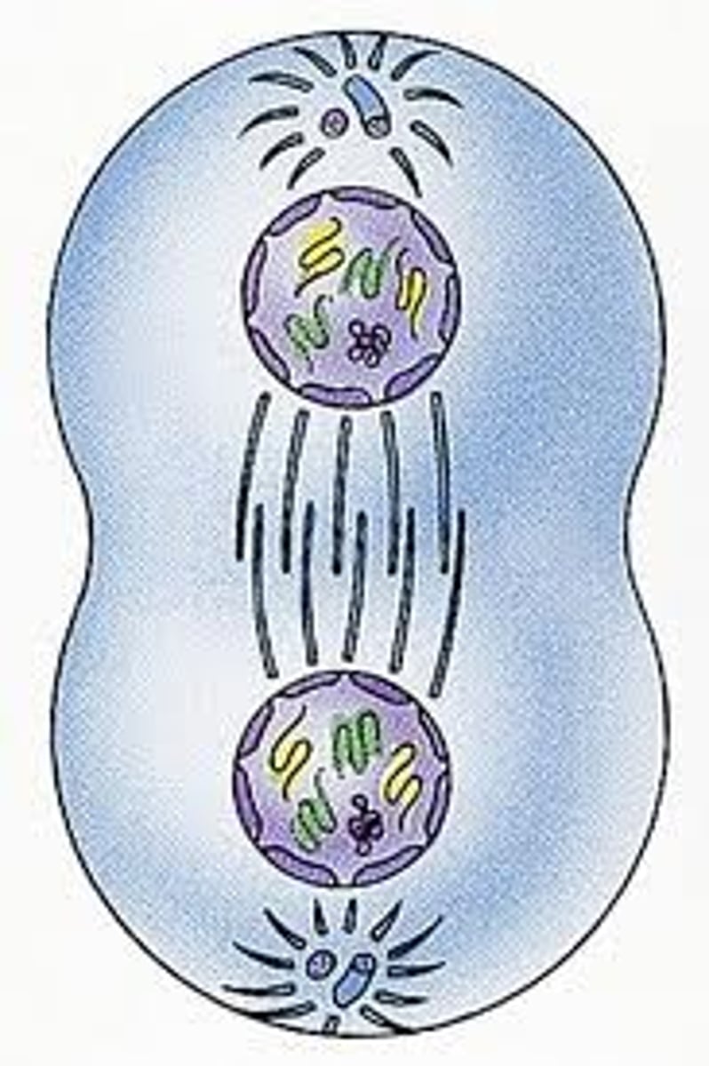 <p>Gather on either side of the now separating cell. END of mitosis.</p>