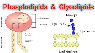 <p><span>glycolipid is </span><strong><mark data-color="rgba(0, 0, 0, 0)" style="background-color: rgba(0, 0, 0, 0); color: inherit;">a molecule made of a lipid with a carbohydrate chain attached, found on the outer surface of the cell membrane</mark></strong><span>. function = cell stability and function, cell surface receptors, cell-to-cell recognition, play role in immune response</span></p>