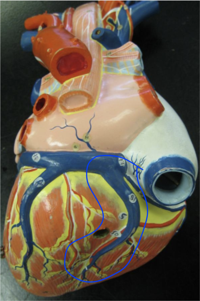 <p>posterior blue vein in the middle of heart</p>