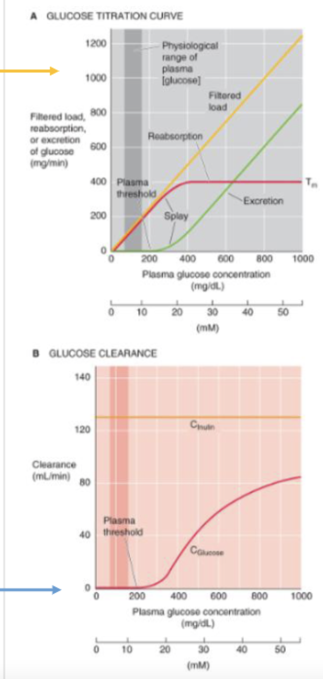 <p>Because the threshold is higher than the normal plasma [glucose] of ∼100 mg/dL, </p>
