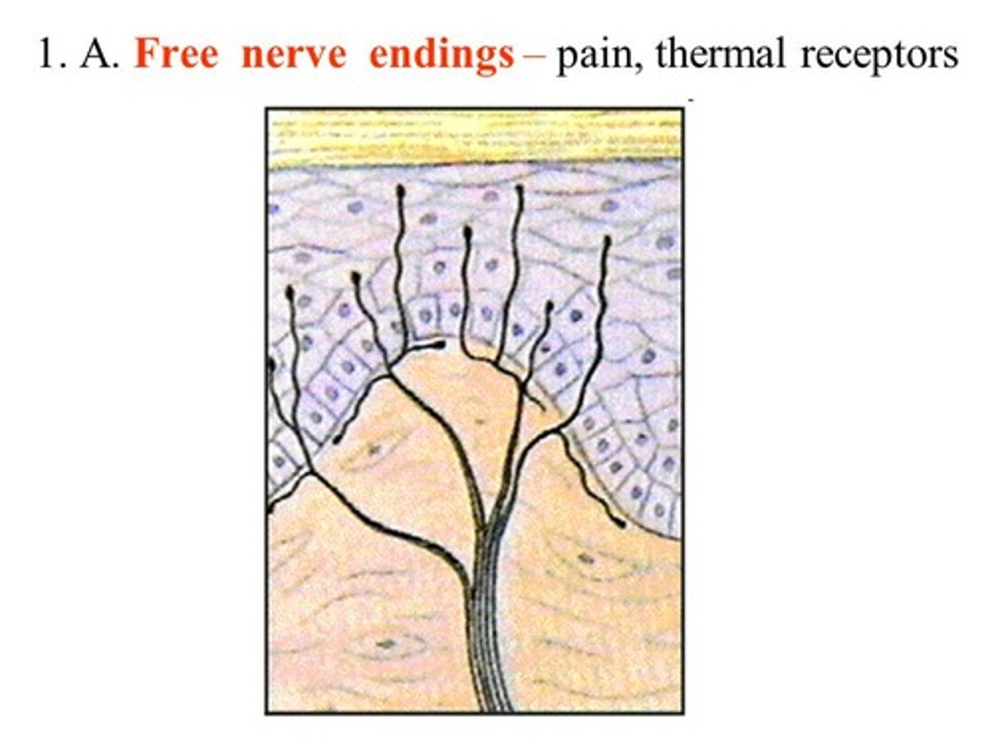 <p>(D) I, II, and III</p><p>Nociceptors, Thermoreceptors, and Mechanoreceptors can all have have bare nerve endings (it’s more common in nociceptors/thermoreceptors than mechanoreceptors)</p>