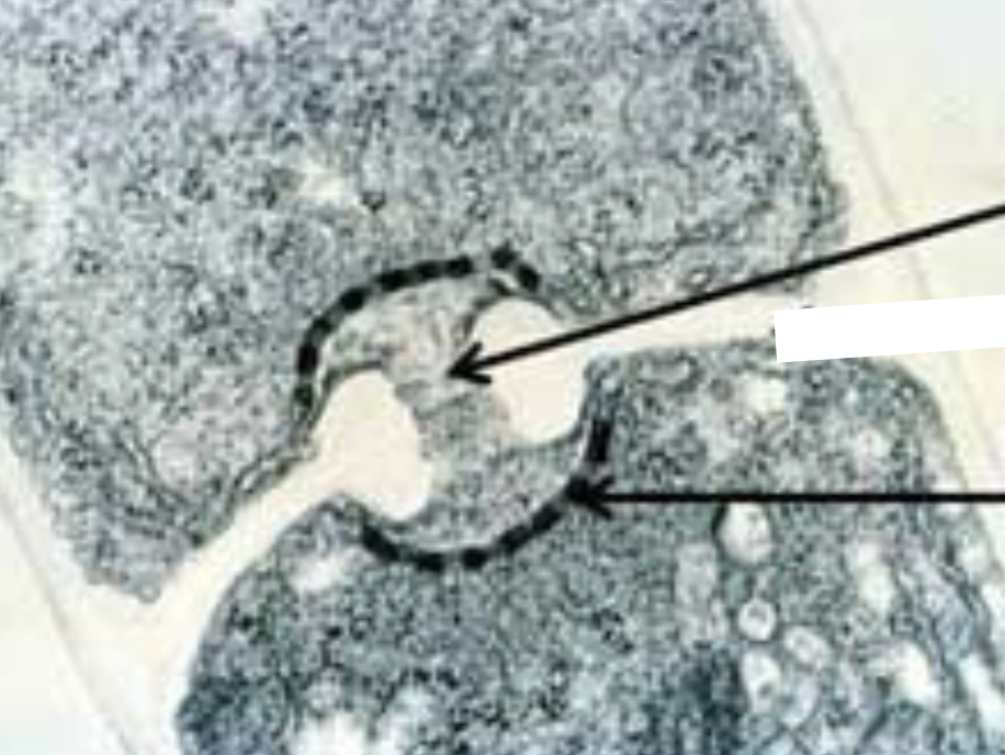 something to close up the pore