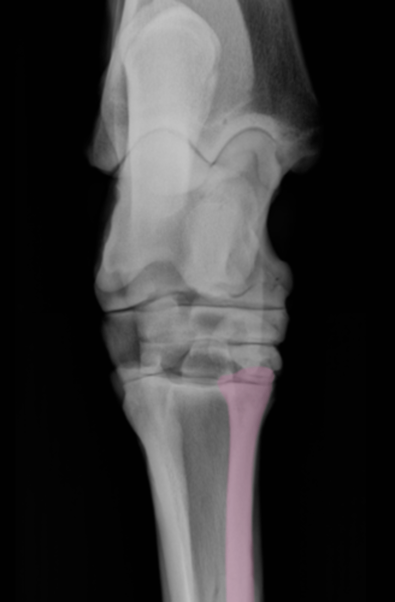 <p>What bone is highlighted?</p>