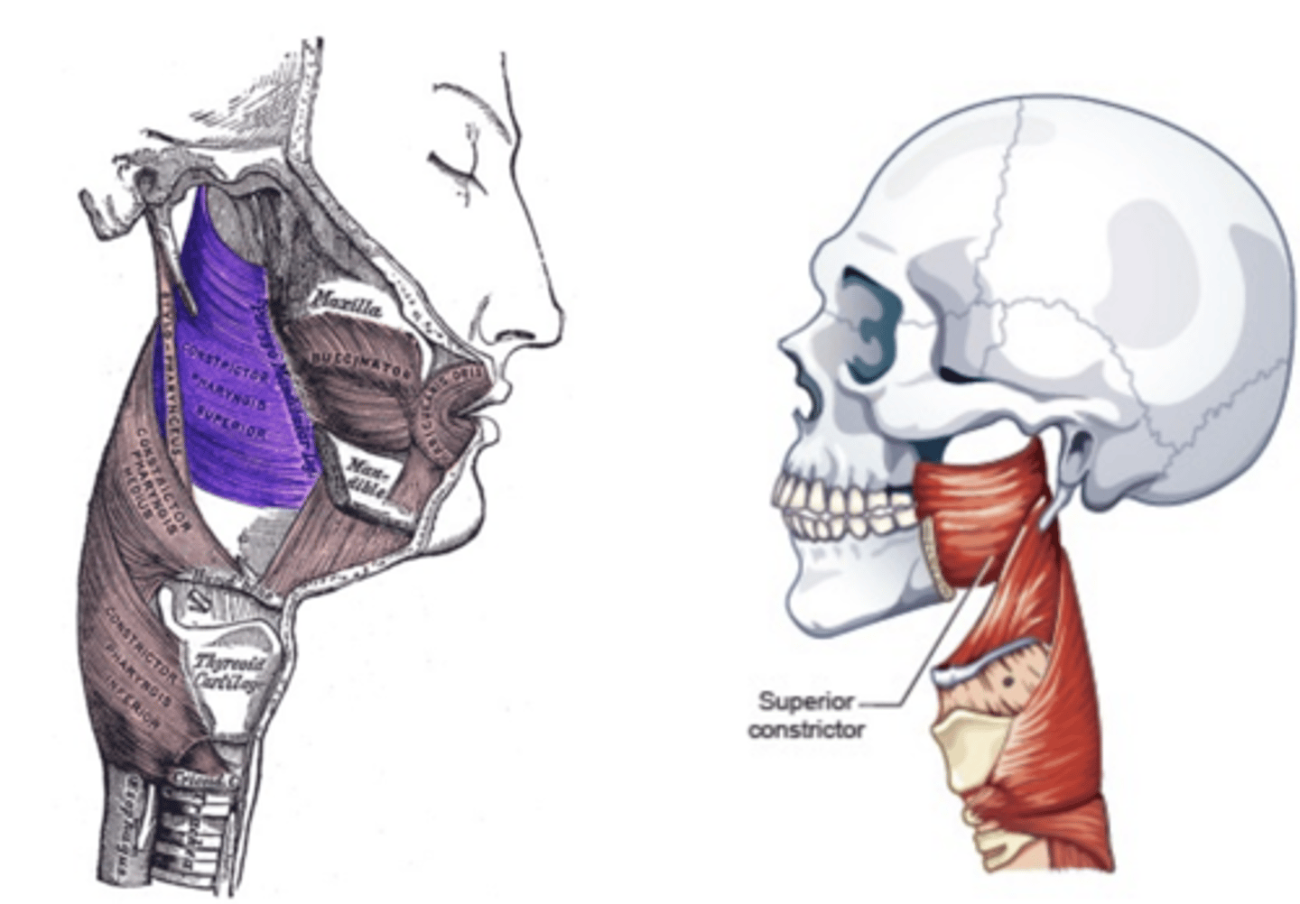 <p>Weakest, but most complex of the three</p><p>Forms nasopharyngeal and upper</p><p>oropharyngeal walls</p><p>Origin - sphenoid, mandible, pterygomandibular ligament</p><p>Course - posterior, then medial</p><p>Insertion - midline raphe</p><p>Action - may contribute to velopharyngeal closure by moving posterior wall of pharynx</p><p>anteriorly</p>
