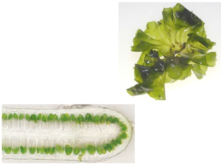 <p>To which Genus does this specimen belong?</p><p>Udotea</p><p>Ulva</p><p>Arainvillea</p><p>Anadyomene</p>