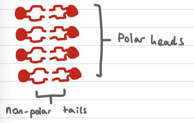 <p>A phospholipid bilayer is a double layer of phospholipid molecules that forms the basis of cell membranes. It consists of hydrophilic heads facing outward and hydrophobic tails facing inward, creating a barrier for the cell.</p>