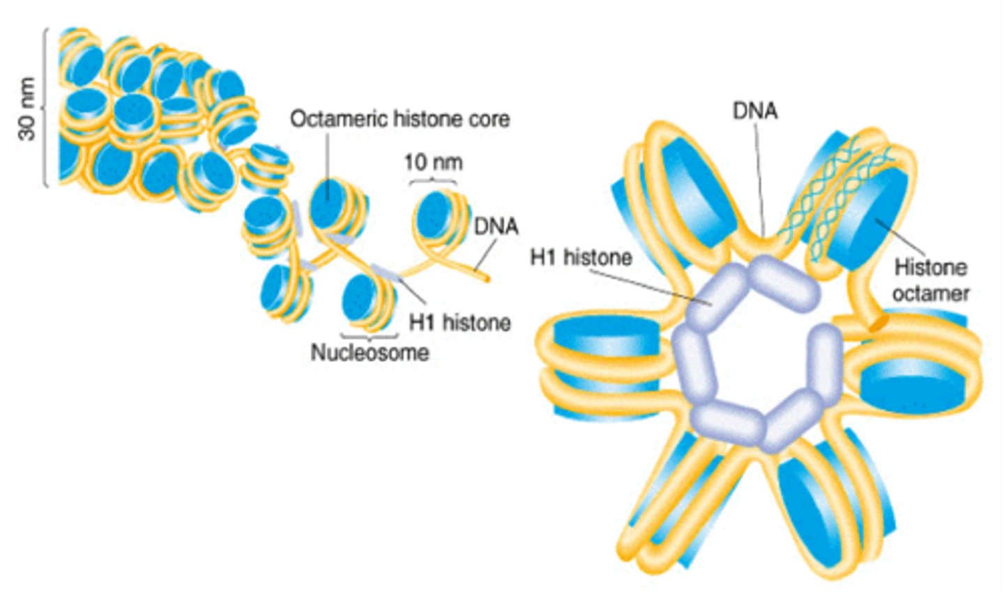 <p>H1 histone is responsible for packaging. it pulls it all together</p><p>Solenoid: helical coiling of 10 nm fibers consisting of 6 nucleosomes</p><p>-The 30 nm particle</p><p>Supercoiling- reduces the length of DNA by about 7 times</p>