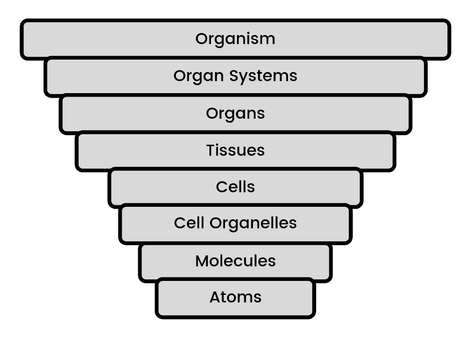 <p>The respiratory system is composed of organs that facilitate gas exchange between the blood and the external environment. Which of the following describes the group of organs that function during gas exchange?</p>