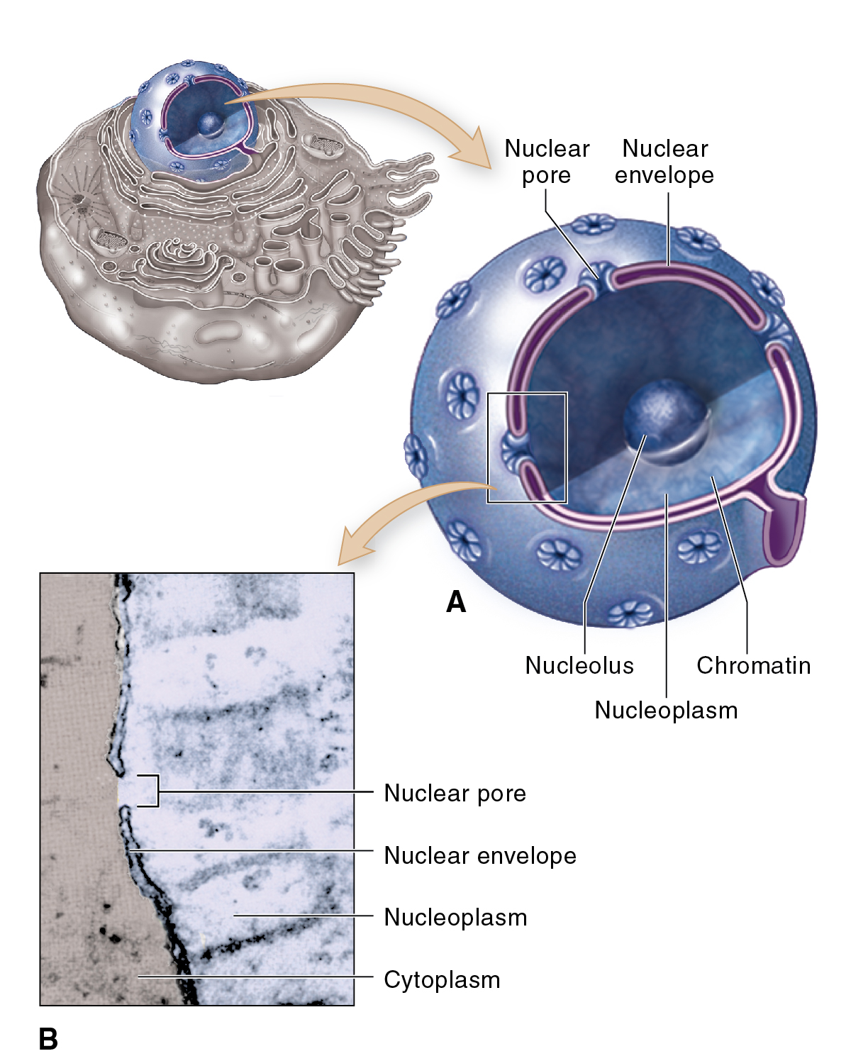 Nucleus<br />