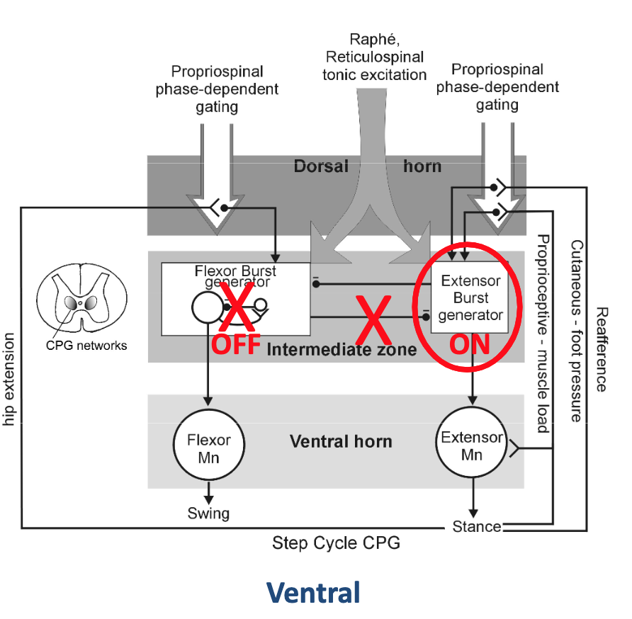 <p>Once the inhibition of the flexor burst network ceases, what will happen to the extensor burst generator?</p>