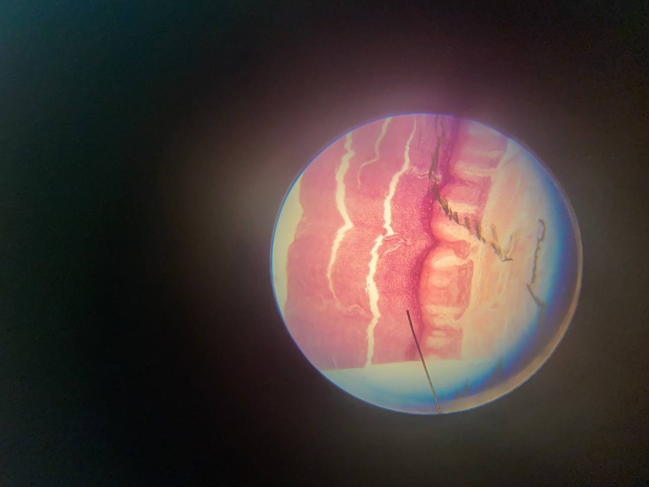 term image