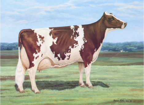 <p>What is important about Ayrshire breed?</p>