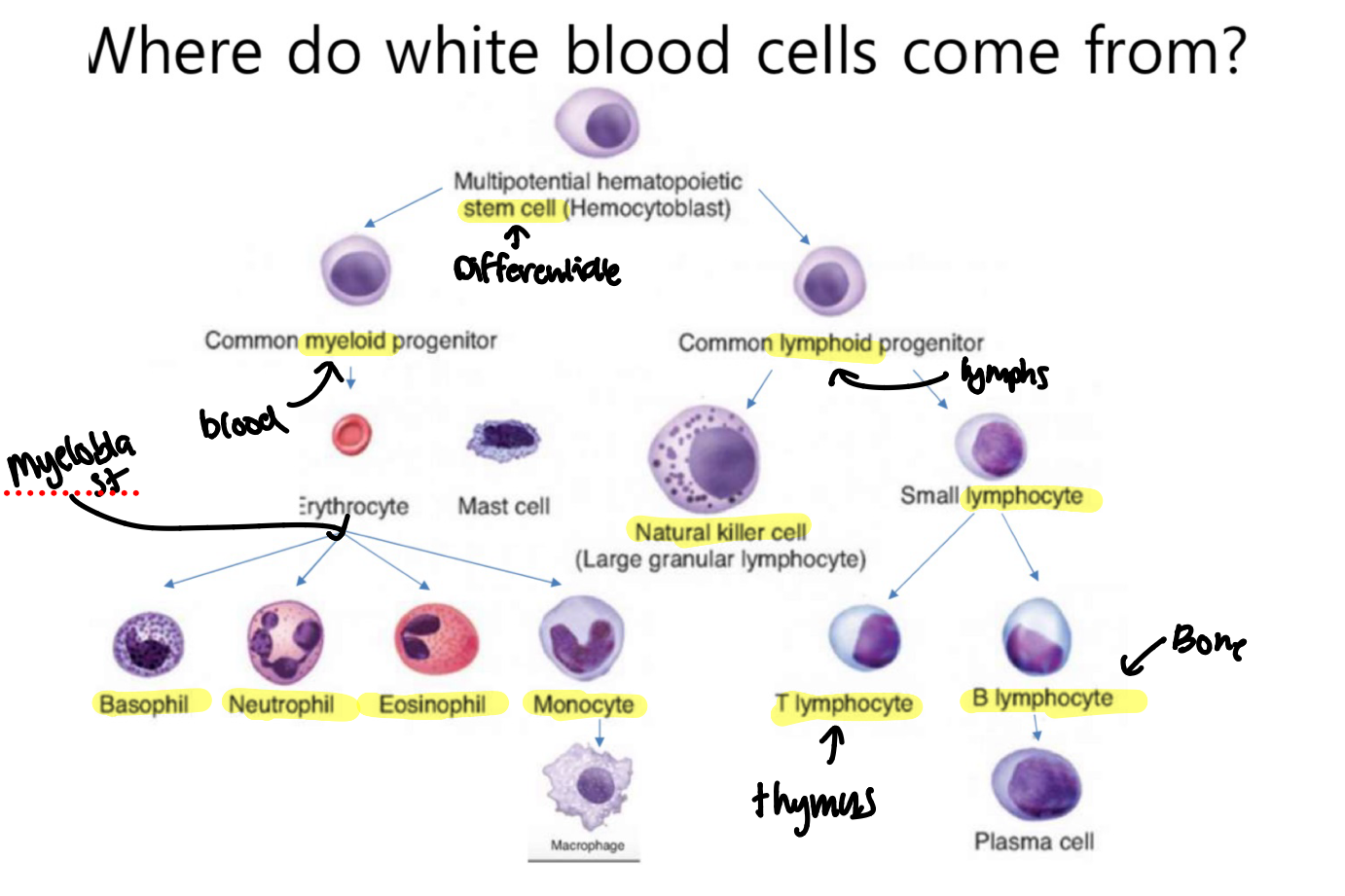 knowt flashcard image