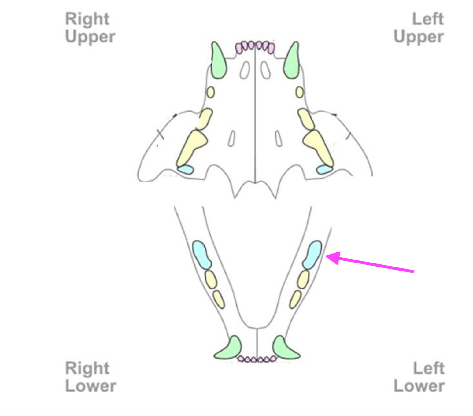 <p>What is the number of the tooth indicated by the arrow?</p>