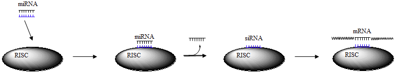 <p>Short segments of double stranded RNA</p><p>Recognized by enzyme complex RISC to produce single stranded RNA - small interfering or small inhibitory RNA (siRNA)</p><p>Binds to complementary region of mRNA</p><p>mRNA is cleaved by enzyme complex</p>