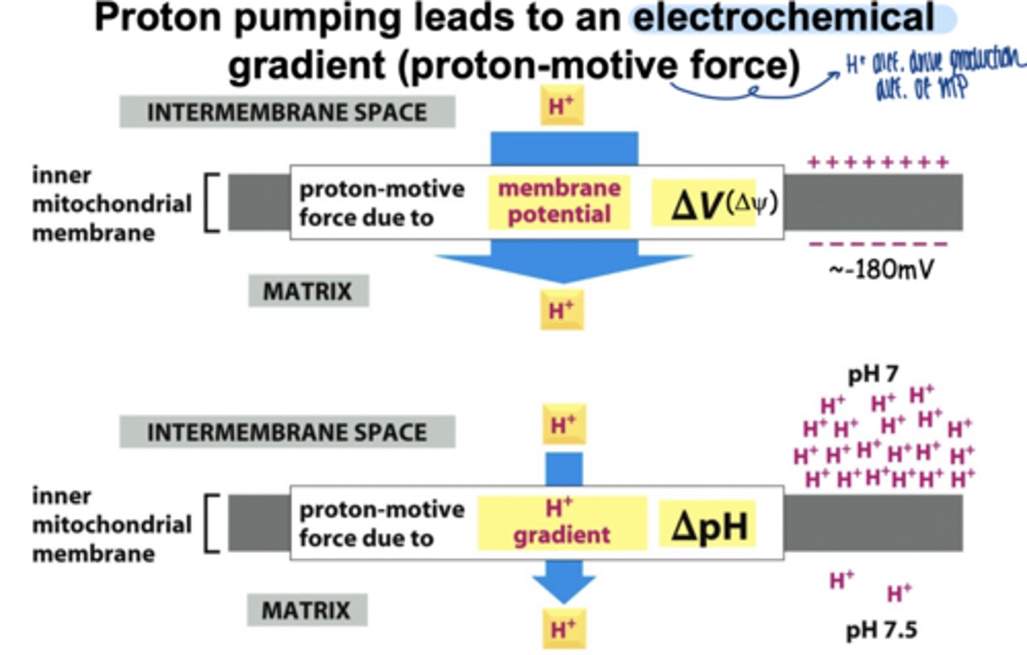 <p>electrochemical</p><p>**proton motive force due to membrane potential &amp; H+ gradient**</p><p>**can be used for work**</p>