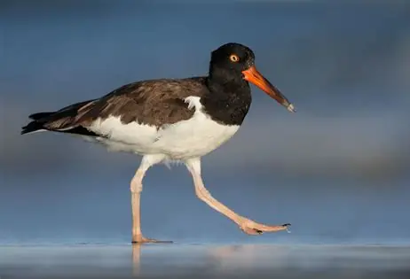 <p>American Oystercatcher </p><ul><li><p>about 200 pairs</p></li><li><p>normally seen along beaches and rocky shores </p></li><li><p>some suggest this species warrants recognition as a subspecies (H. p. galapagensis) </p></li><li><p>lays two speckled eggs among the rocks on shoreline </p></li><li><p>adults usually seen in pairs </p></li><li><p>white belly, black back and neck, and orange beak </p></li></ul><p></p>