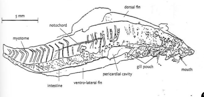 <ul><li><p><strong>Myllokunmingia</strong></p><ul><li><p>fossil found to be from ~530mya</p></li><li><p>has current vertebrate features e.g. notochord, dorsal fin…</p></li><li><p>has early vertebrate features e.g. skull and skeletal elements made of cartilage</p></li></ul></li></ul>