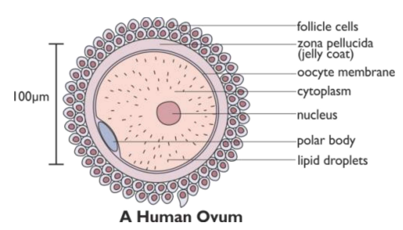 <ul><li><p>Follicle cells</p></li><li><p>Zona pellucida (jelly coat)</p></li><li><p>Oocyte membrane</p></li><li><p>Cytoplasm</p></li><li><p>Nucleus</p></li><li><p>Polar body </p></li><li><p>Lipid droplets </p></li></ul><p></p>