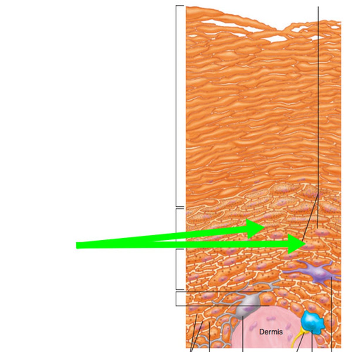 <p>most abundant type of cell in the epidermis; produce tough, fibrous protein called keratin</p>