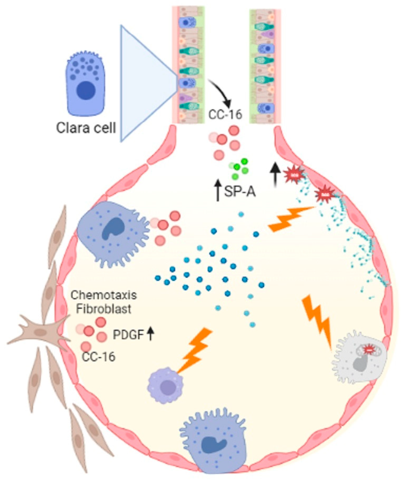 <p>A compound excreted by alveoli, reduces surface tension and keeps the walls of the alveoli from collapsing with each exhalation</p>