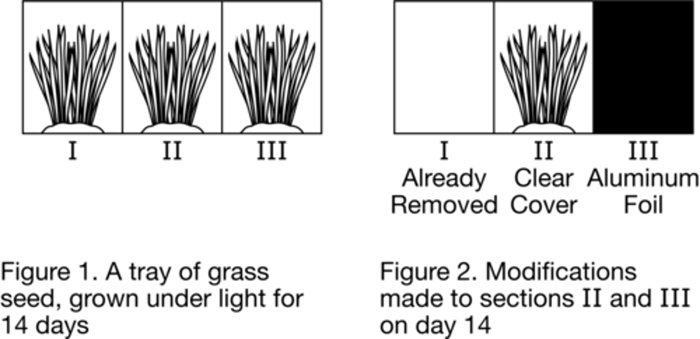 <p>The presence of light has no effect on the mass of the grass</p>