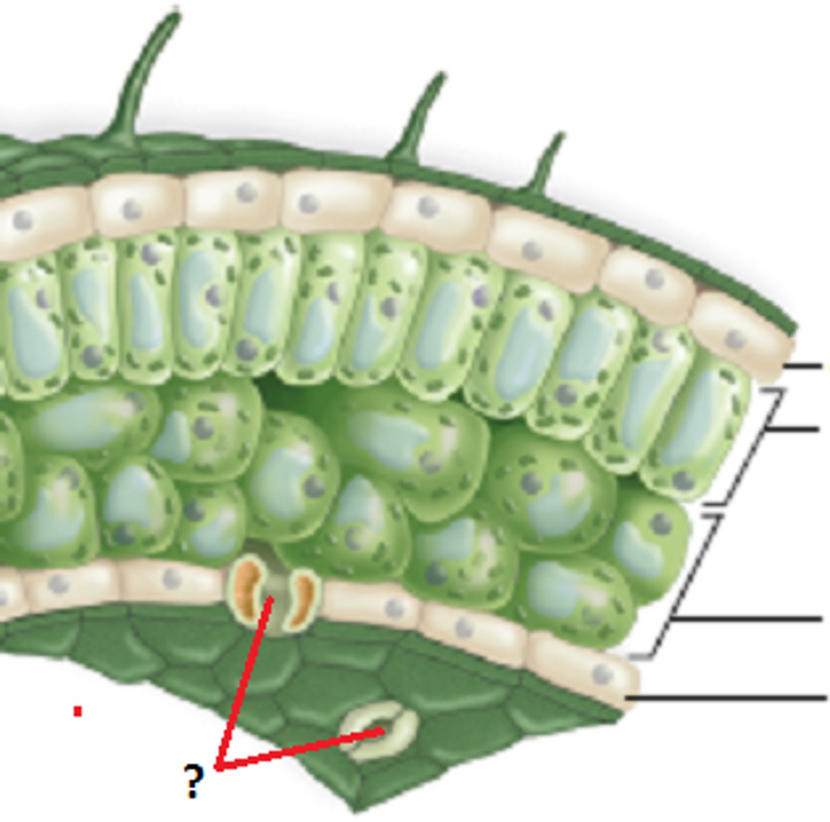<p>Small openings on the underside of a leaf through which oxygen and carbon dioxide can move</p>