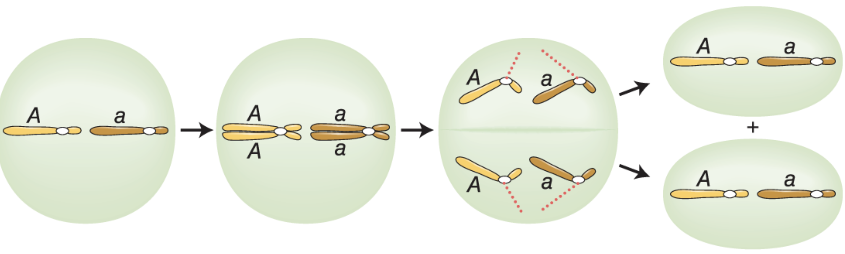 * each pair of chromatids aligns on the equatorial plane of the cell
* one sister chromatid is pulled into each daughter cell as the centromere divides
  * Aa → Aa + Aa