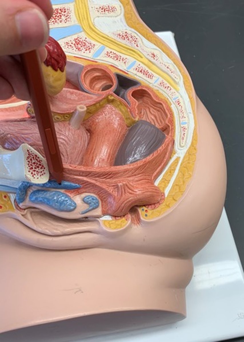 <p>arms of clitoris associated with inferior ischiopubic rami</p>