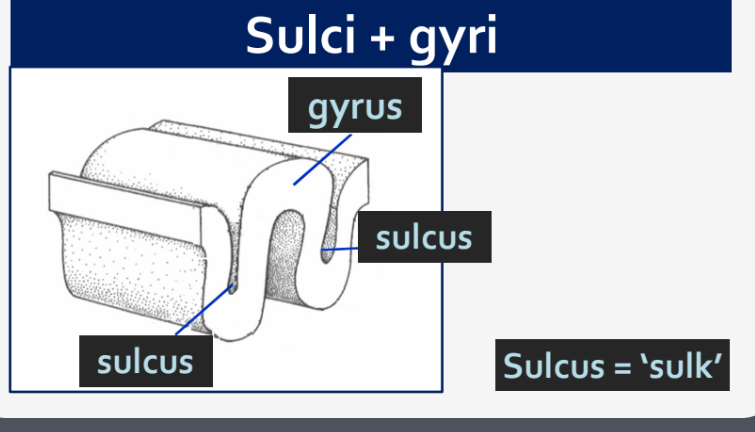 <p>A sulcus is a groove or indentation on the surface of the brain that separates adjacent gyri. It plays a crucial role in increasing the surface area of the cerebral cortex. </p>