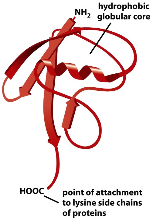 <p><span>ubiquitin, a small regulatory protein, is covalently attached to a target protein.</span></p><ul><li><p>is a 76 AA regulkatory protein </p></li><li><p>is added to lys residues of protein </p></li></ul><p></p>