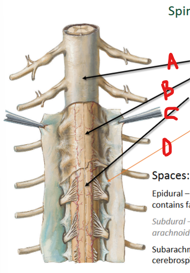 <p><strong><u>Meninges</u></strong></p><p>A =</p><p>B =</p><p>C =</p><p>D = __ ligaments</p>