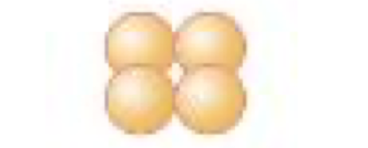 <p>four cells in a square</p>
