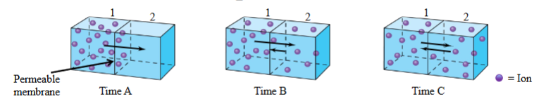 <ul><li><p>At any time you have a gradient for a ion across a membrane, you will have more ions on side of the permeable/semi-permeable membrane. </p></li><li><p>The cell will try to reach a state of equilibrium; equal distribution.</p></li></ul><p></p>