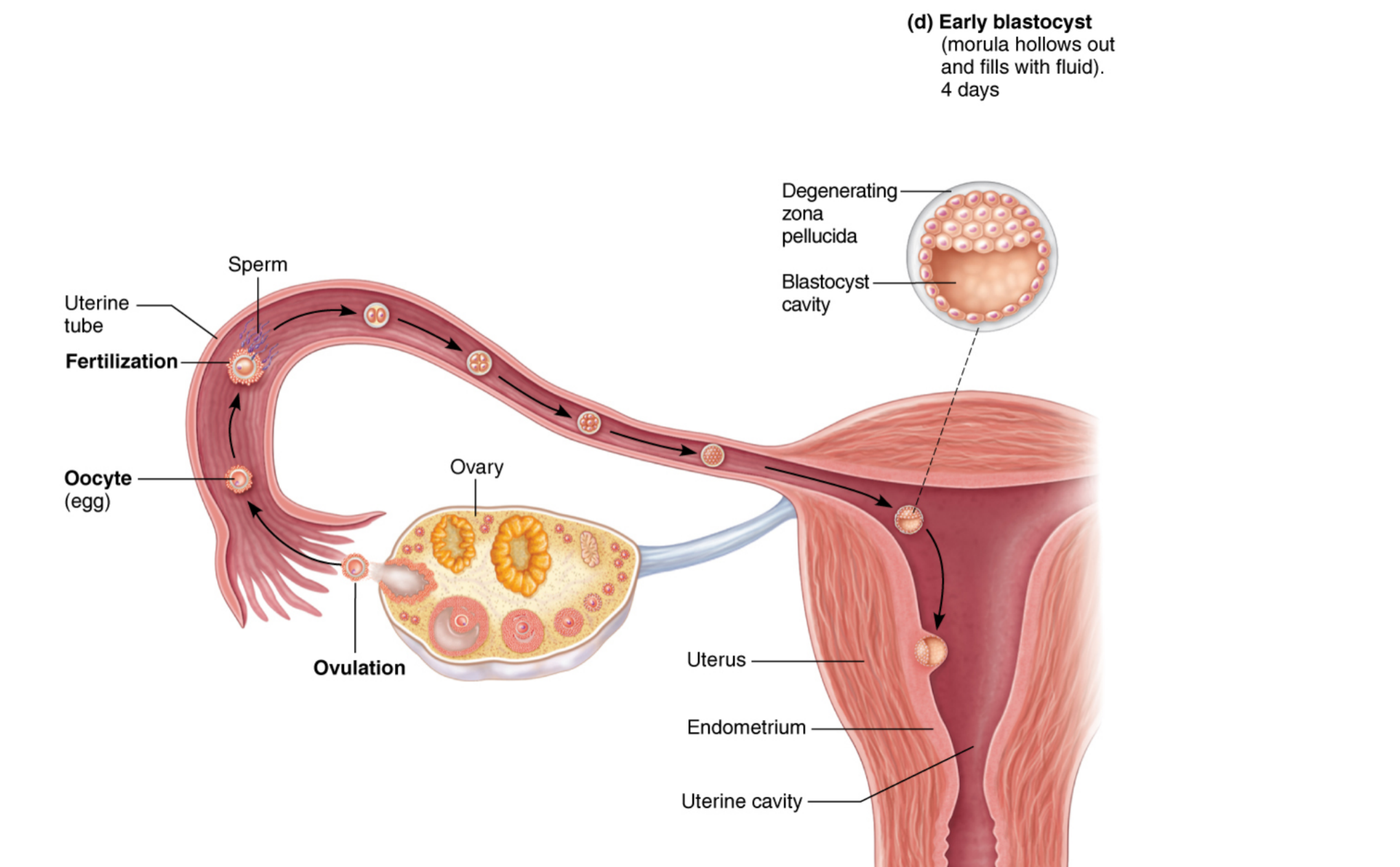 <p>Early Blastocyst</p>