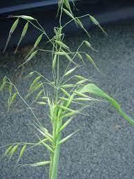 <p>Wild Oat</p>