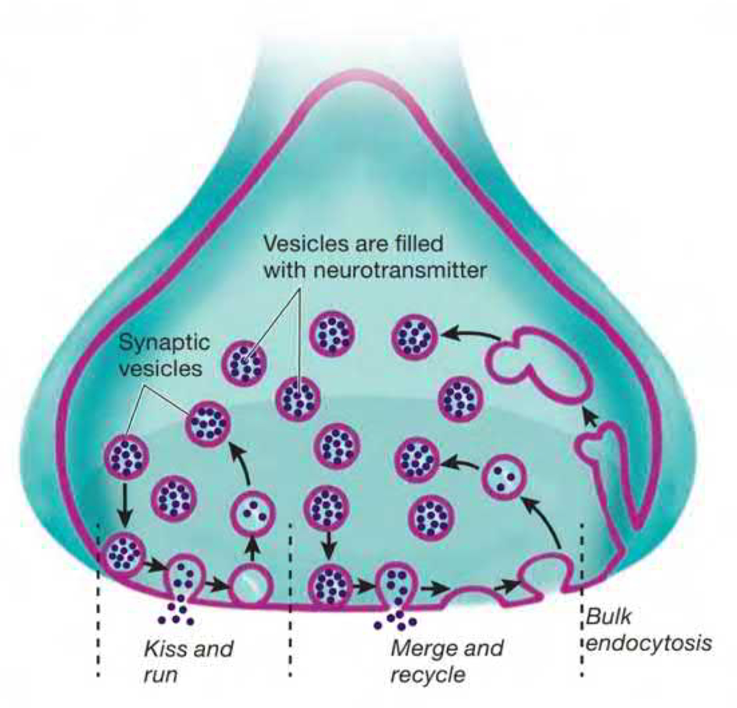 **vesicles stay docked with neurotransmitters still inside**