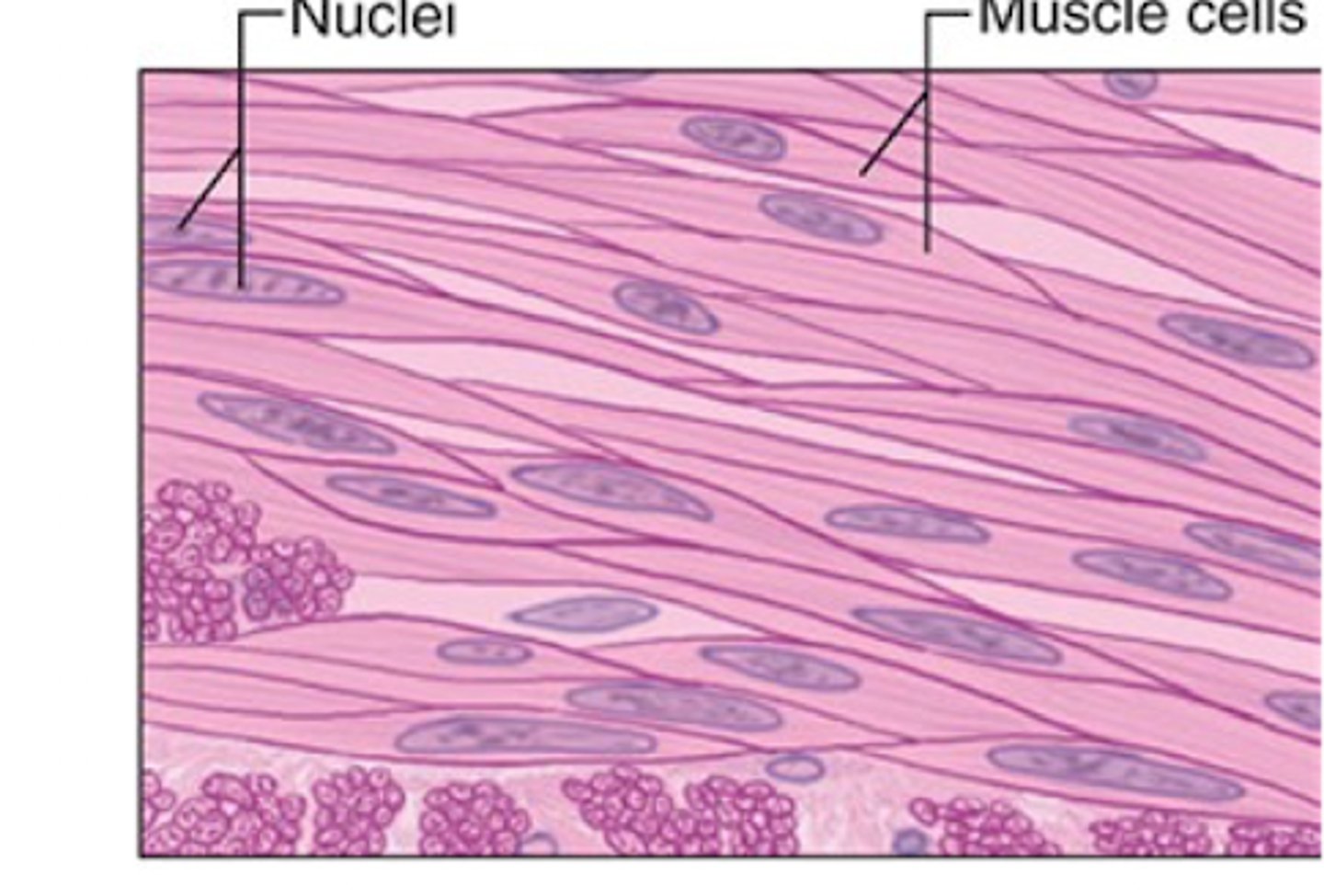 <p>What are the features of smooth muscle tissue?</p>