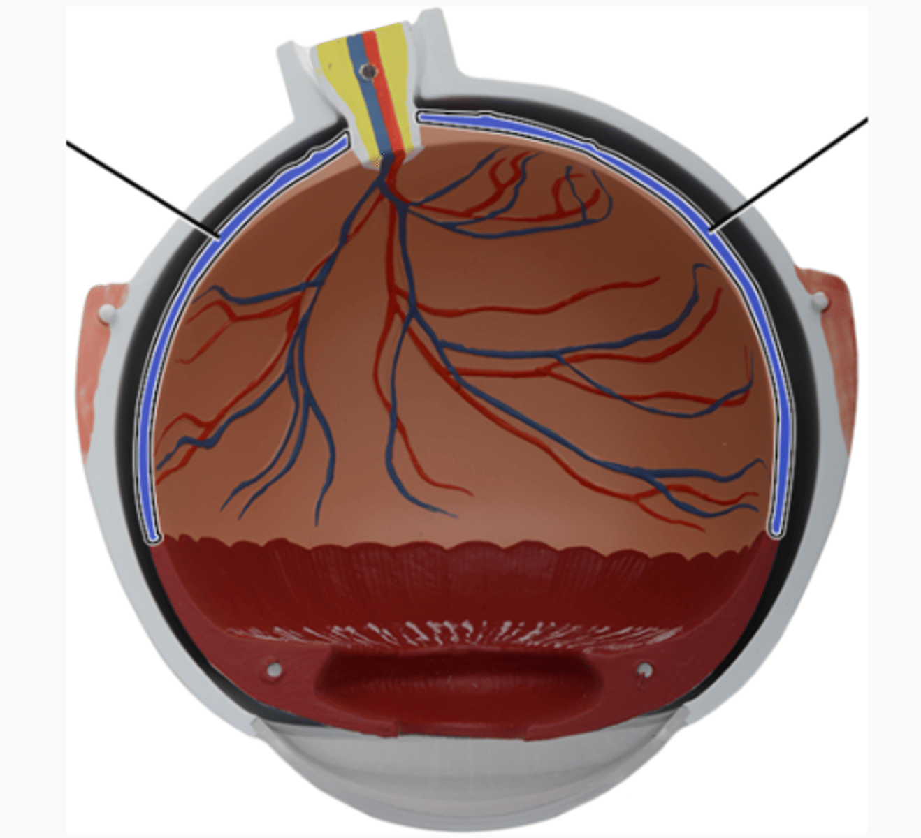 <p>pigmented vascular layer, absorbs access light (Deep/posterior)</p>