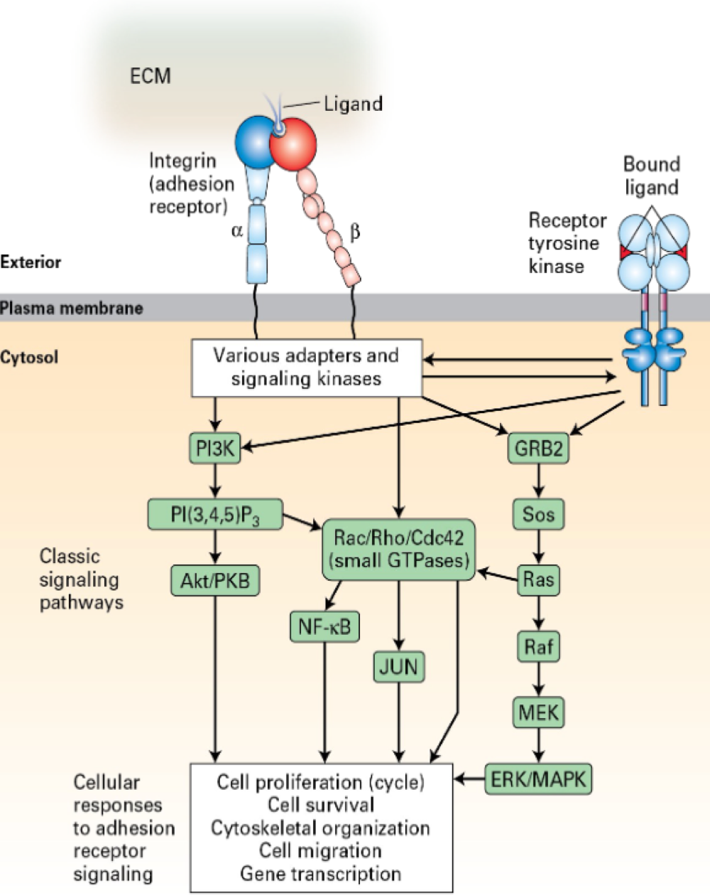 <ol><li><p><span>ECM ink to integrins </span></p></li><li><p><span>dimers - α, β subunits </span></p></li><li><p><span>bind to Mg+, Ca+2</span></p></li><li><p><span>lower affinity than GICRs, RTK, etc</span></p></li><li><p><span>lower affinity --> easy detach from sunstrate </span></p></li><li><p><span>higher in number </span></p></li><li><p><span>"cross-talk" w/ RTKs and other like receptors </span></p></li><li><p><span>undergo shift from low to high affinity state</span></p></li><li><p><span>binds to RGD sequence (tri-peptide)</span></p></li><li><p><span>cluster together in "adhesion plaques"</span></p></li></ol><p></p>