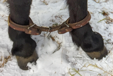 <p>a type of restraint used on horses in which either the front feet or hind feet are placed in straps to keep them from kicking or walking and wandering to far</p>