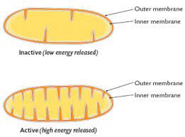 <ul><li><p>The active mitochondrion has <u>more folds</u> since it produces <u>more energy</u> in comparison to the inactive mitochondrion</p></li></ul>