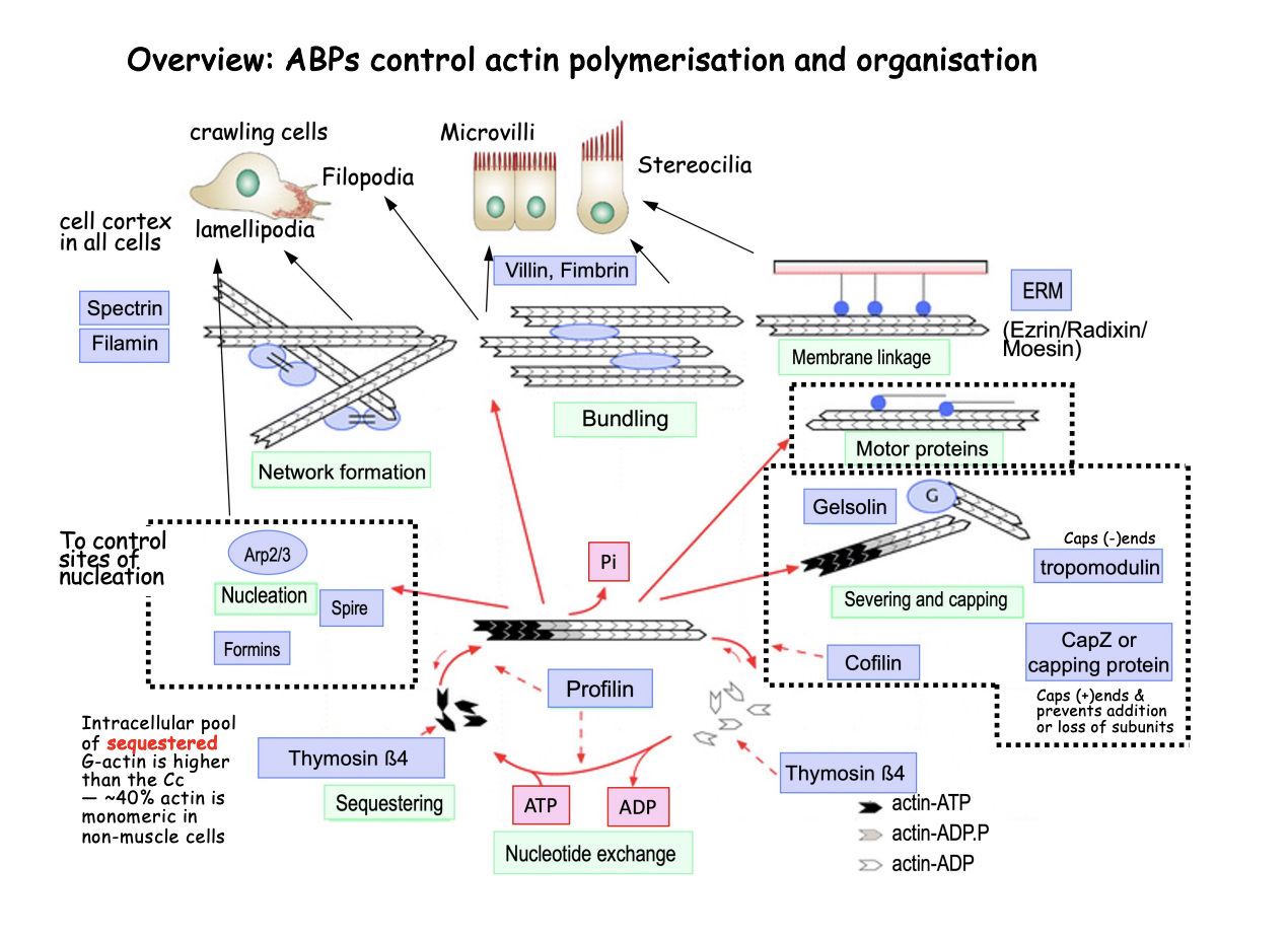 <ol><li><p>Help general actin polymerisation cycle</p></li></ol><p>But also help organise into different structures for different functions</p><ol start="2"><li><p>Organisation of the cell cortex</p><ol><li><p>Network formation</p></li><li><p>Bundling</p></li><li><p>Membrane linkage</p></li></ol></li><li><p>Motor proteins</p></li></ol><p></p>