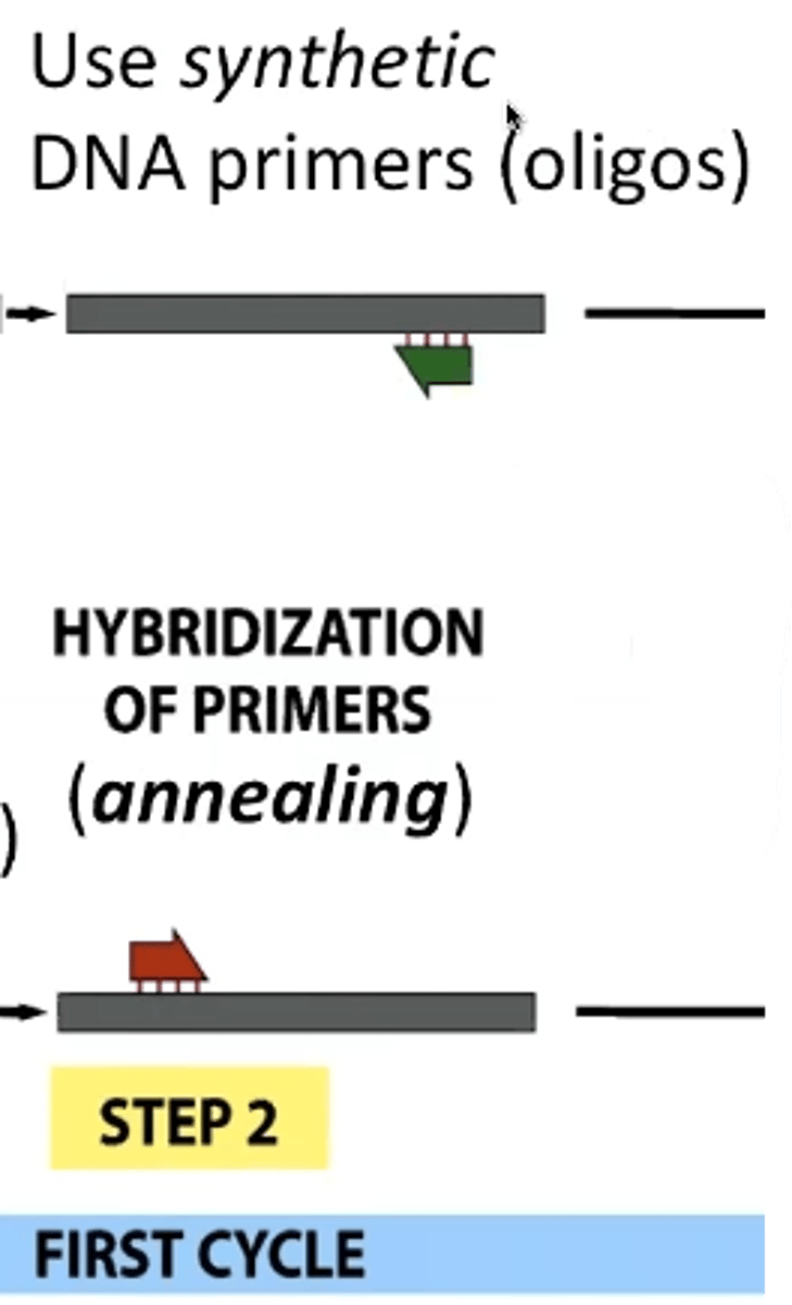 <p>annealing of primers - both foward and reverse</p>