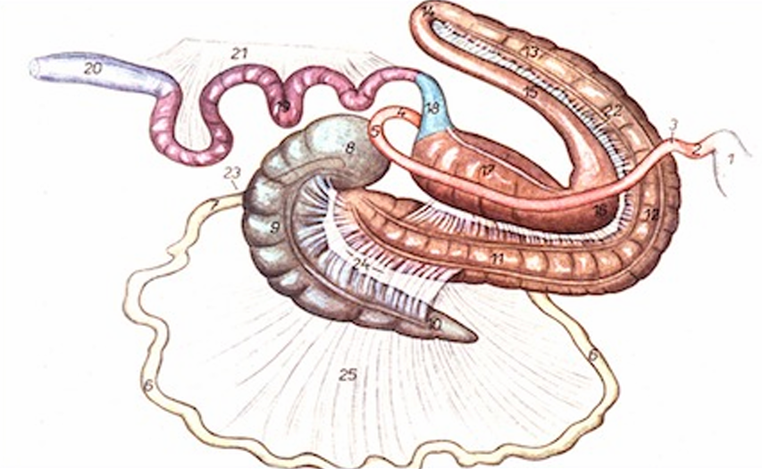 <ul><li><p>Descending colon is called the “small colon”</p></li><li><p>About 11.5 ft long</p></li><li><p>Where fecal balls are formed</p></li></ul><p></p>
